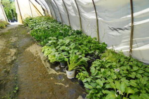 sugarloaf-landscape-nursery-10