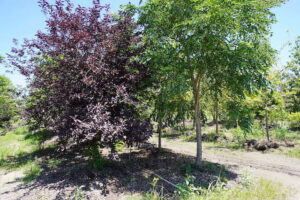 sugarloaf-landscape-nursery-11