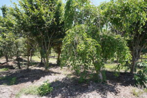 sugarloaf-landscape-nursery-12