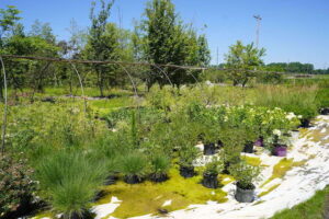 sugarloaf-landscape-nursery-14