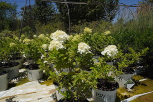 sugarloaf-landscape-nursery-15