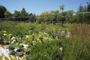 sugarloaf-landscape-nursery-16
