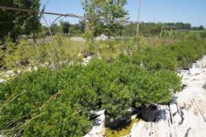 sugarloaf-landscape-nursery-17