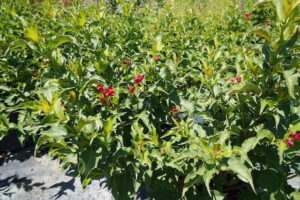 sugarloaf-landscape-nursery-18