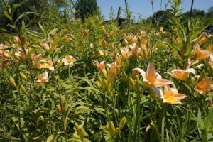sugarloaf-landscape-nursery-19