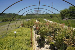 sugarloaf-landscape-nursery-20