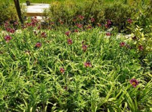 sugarloaf-landscape-nursery-21