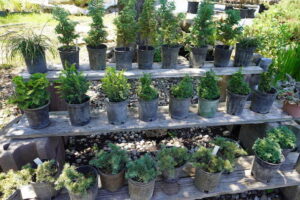 sugarloaf-landscape-nursery-22
