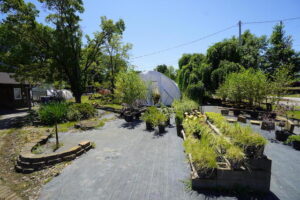 sugarloaf-landscape-nursery-6