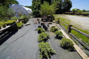 sugarloaf-landscape-nursery-7
