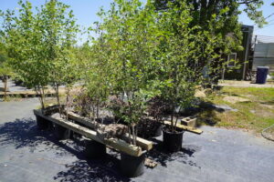 sugarloaf-landscape-nursery-8